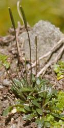 Cardamine sciaphila. Plant with inflorescences and siliques.
 Image: P.B. Heenan © Landcare Research 2019 CC BY 3.0 NZ